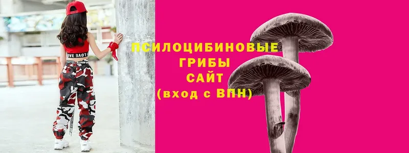 Галлюциногенные грибы Psilocybine cubensis  hydra как зайти  Белореченск 